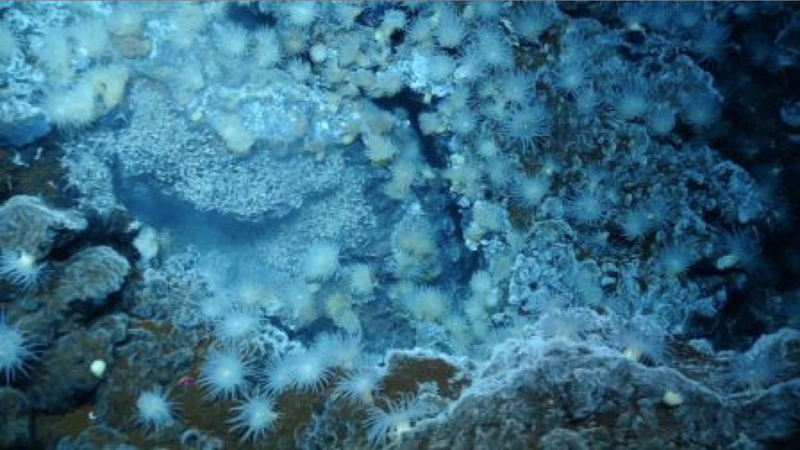 Illustration for article titled The First Pictures of Life in the Deepest Ocean Vents Ever Discovered